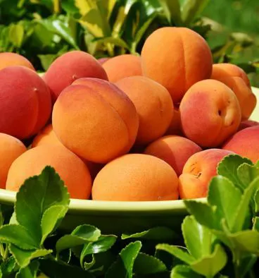 Piatto di albicocche