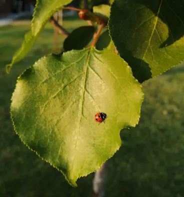 Coltivazione metodo naturale