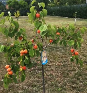 Frutteto Madeko